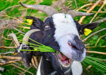 People friendly goat chewing a bunch of green grass. Really funny animal face!
