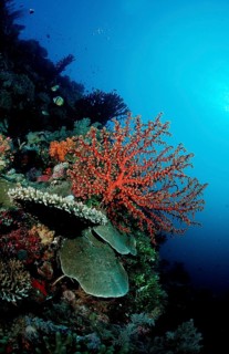 Colourful coral reef, Indonesia, Wakatobi Dive Resort, Sulawesi, Indian Ocean, Banda Sea, Asia