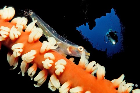 Gorgonian dwarf goby and diver, Bryaninops amplus, Maldives, Indian Ocean, Asia