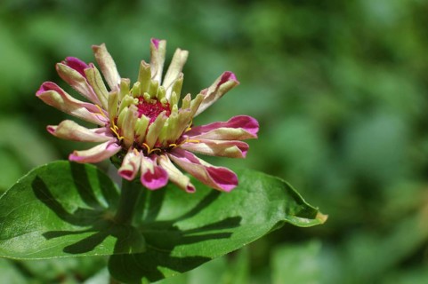 Closeup of pink zinnia flower unfolding