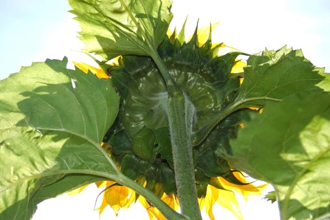 Giant sunflower from behind