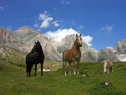 Haflinger on the Seceda, Selva di Val Gardena, South Tyrol