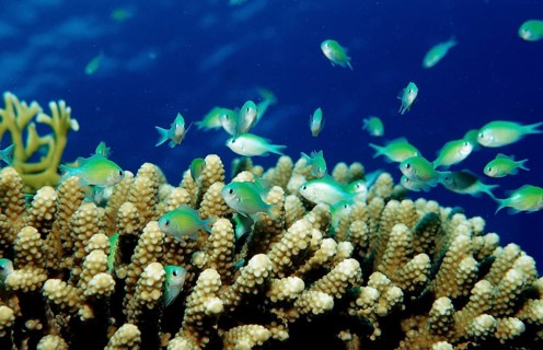 Blue-green Chromis, Chromis viridis, Egypt, Africa, Sinai, Sharm el Sheik, Red Sea, Africa