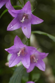 Purple campanula flowers