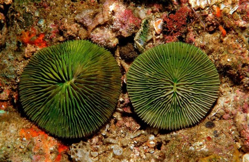 Fluorescent mushroom coral, coral fluorescence, Ctenactis echinata, Komodo National Park, Indian