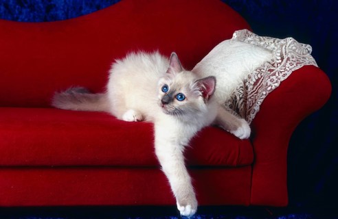 Burmese cat, Burmese, young animal