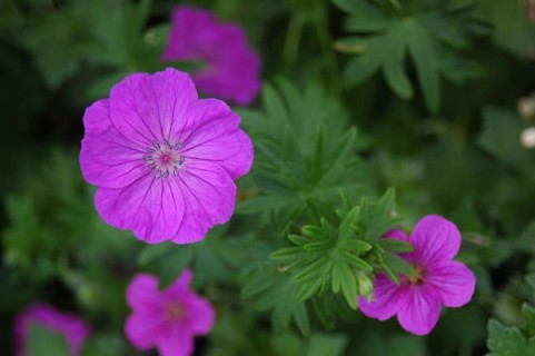 Mauve flowers on green background