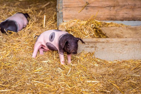 Image with a cute baby pig, from the swabian-hall swine breed, in a small ranch from southern