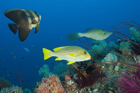 Long-finned batfish and golden-striped sweetlips at cleaning station, Platax teira, Plectorhinchus