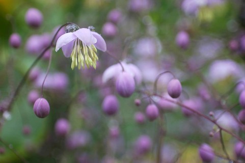 Mauve flower, Thalictrum dipterocarpum