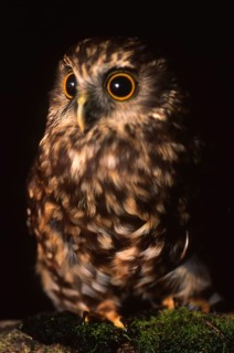 New Zealand native owl, the Morepork, Ninox novaeseelandiae