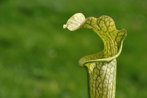 Sarracenia flower, carnivorous plant that traps insects and digests them