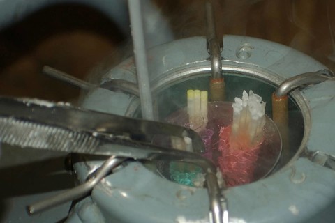 Vet removes semen straws from semen tank for artificial insemination of deer