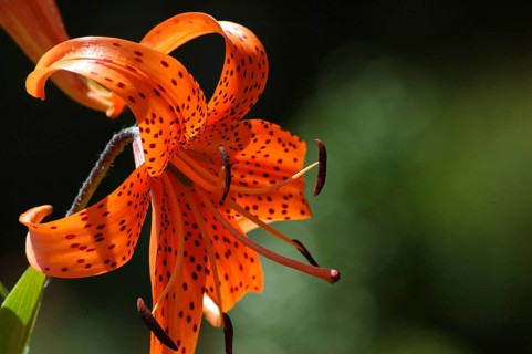 Orange tiger lily in garden setting, with dark green setting