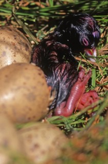 Eggs hatching in nest of the swamphen, Porphyrio porphyrio (Pukeko), West Coast, South Island, New