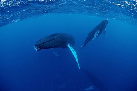 Humpback whale, mother and calf, Megaptera novaeangliae, Silverbanks, Caribbean Sea, Dominican