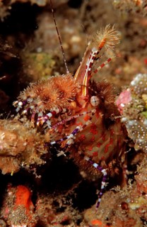 Marble shrimp, Saron sp., Komodo National Park, Indian Ocean, Indonesia, Asia