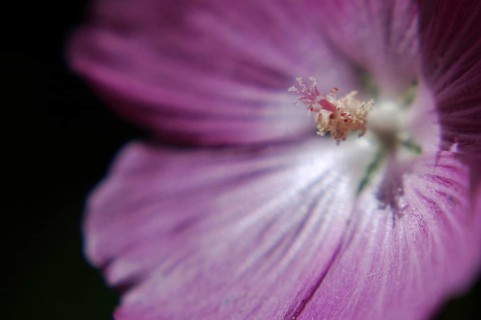 Closeup of Mauve flower