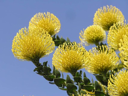 Yellow protea (Protea Leucospermum cordifolium) against a blue sky