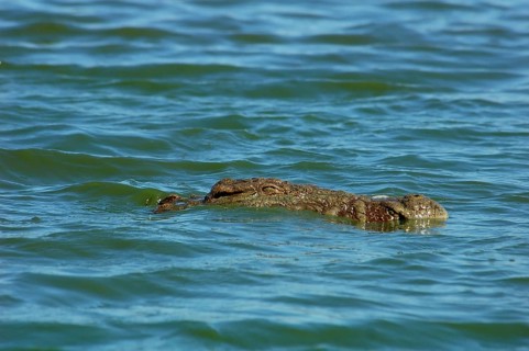 Nile crocodile iin a river in South Africa