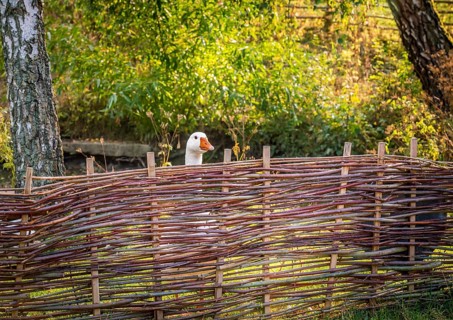 Rustic image with a german bird farm with a white goose behind a fence wattled with twigs