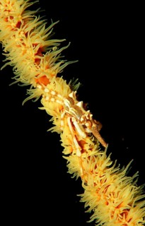 Gorgonian spider crab, Xenocarcinus tuberculatus, Indonesia, Raja Ampat, Irian Jaya, West Papua,