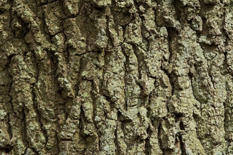 Deeply fissured bark of Oak Tree in English woodland