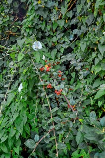 Larger bindweed (Calystegia sepium), and snakeweed (Rauwolfia or Rauvolfia), Kempten, Allgäu,
