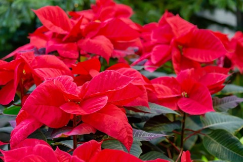 Close up of a reddish poinsettia