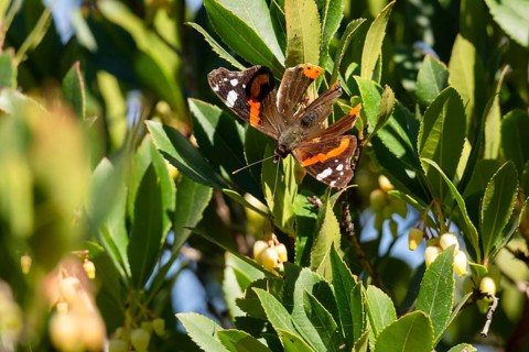 A butterfly resting on a branch with green leaves and yellow flowers in the sunlight, pollinating