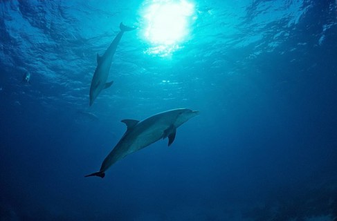 Bottlenose dolphin, dolphin, Tursiops truncatus, Maldives, Indian Ocean, Asia