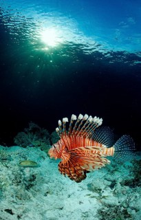 Common lionfish in coral reef, Pterois volitans, Indonesia, Raja Ampat, Irian Jaya, West Papua,
