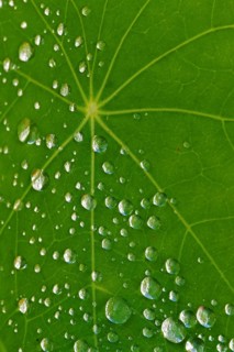Drops of water on the leaf of a nasturtium
