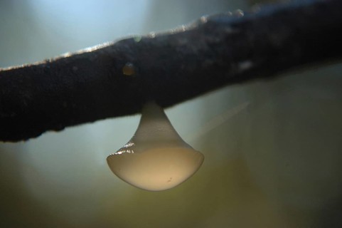 White disc fungus, probably Calycella citrinum, hanging from a branch in a tree, West Coast, South