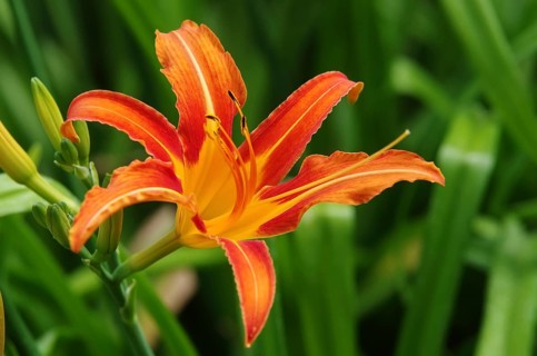 Daylily blossom