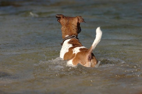 Jack Russell terrier in the water, from behind