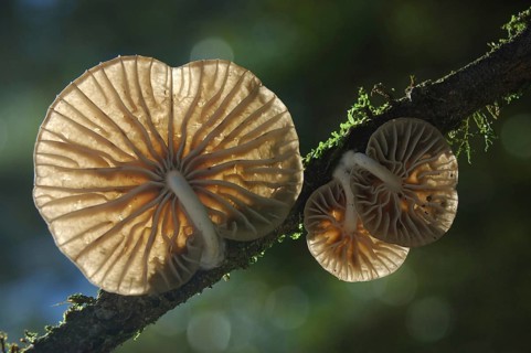 Underside of Armillaria fungi on small branch West Coast, South Island, New Zealand, Oceania