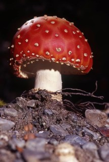 New fly agaric toadstool emerging from soil in beech forest