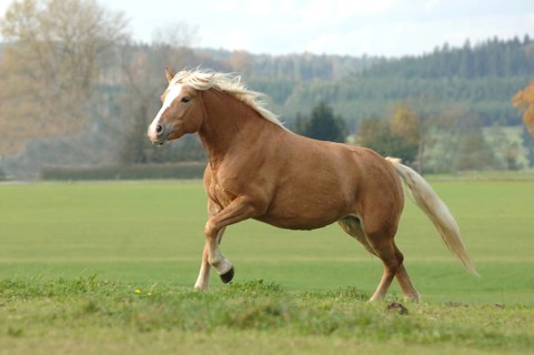 Haflinger mare at a gallop