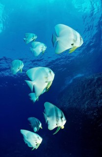 Longfin batfish, Platax teira, South China Sea, Malaysia, Asia