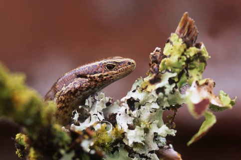 Portrait of copper skink, Lieolopisma aeneum, South Island, New Zealand, Oceania