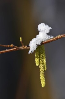 Common hazel in winter