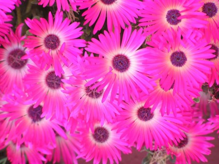 Pink daisies