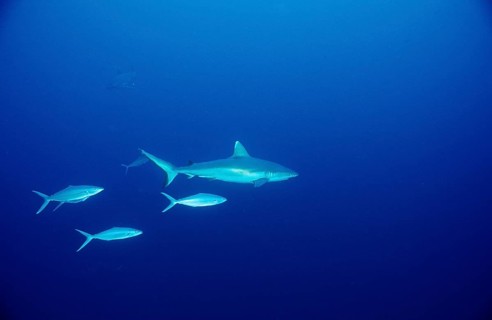 Grey reef shark, Carcharhinus amblyrhynchos, Egypt, Africa, Sinai, Sharm el Sheik, Red Sea, Africa