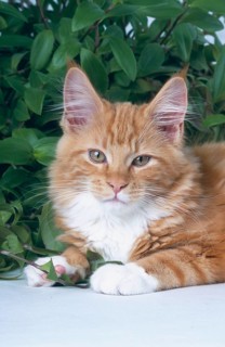 Maine Coon cat, male, 18 weeks, red classic tabby-white, sleeps on arm
