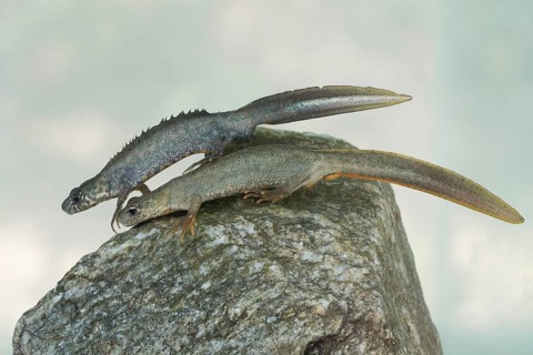 Balkan crested newt pair under water in side view
