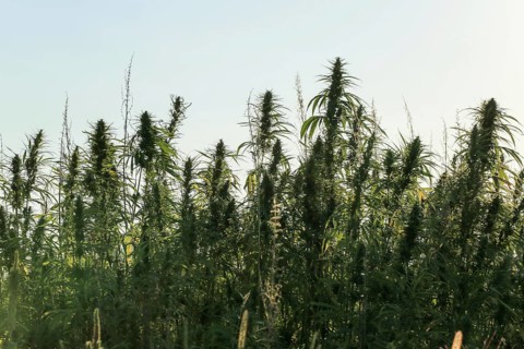 Marijuana grows in the summer countryside farm field
