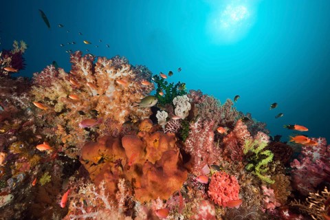 Healthy coral reef, Raja Ampat, West Papua, Indonesia, Asia