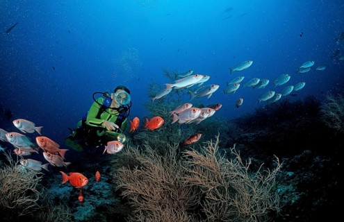 Bigeye groupers and divers, Priacanthus hamrur, Maldives, Indian Ocean, Ari Atoll, Asia
