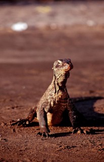 Komodo dragons eat dead dolphin, Varanus komodoensis, Rinca, Komodo National Park, Indonesia, Asia